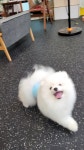 애견호텔 안녕,댕댕아