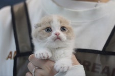 단비캣