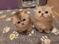 조으냥