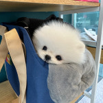이정훈강아지