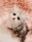 조으냥