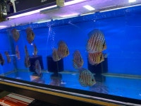 대청애견수족관