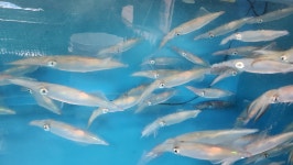 한림킹마트회센타