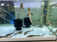 대청애견수족관