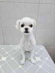 단정하개