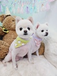 단정하개