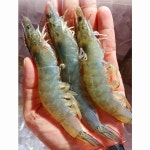 청풍수산 왕새우 직판장