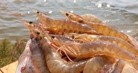 청풍수산 왕새우 직판장