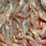 청풍수산 왕새우 직판장