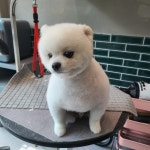 예쁨줄개