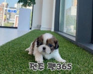 펫365 전주본점 강아지고양이분양