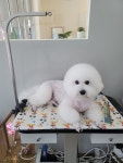 바둑이쌀롱