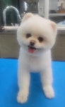 그루밍