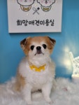 희망애견미용실