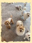 펫라운지 애견유치원 애견호텔 애견미용