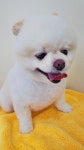 쁘띠멍