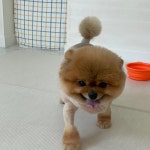 콩자반애견미용실