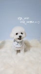애견미용실러브펫