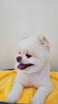 쁘띠멍