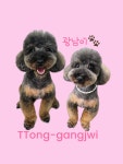 똥강쥐