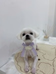 사르르몽몽