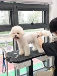 밍그루밍 애견미용실