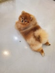 슈나우펫