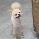 해피애견