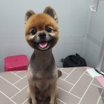 해피애견