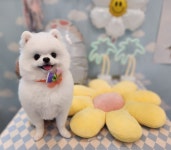 멍냥이네 애견미용