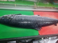 스시앤도그 퓨젼포차 전주점