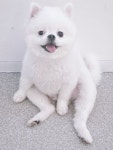 뭉뭉이네 애견유치원&호텔 놀이터