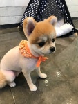 퍼피파파