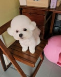 햅번독