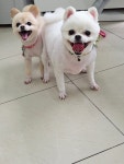 가좌동물병원