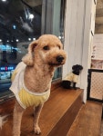 지금여기서행복하개
