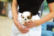 오독안심분양센터 강아지분양 고양이분양 일산점