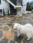 시밀레스테이