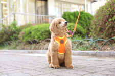 오독안심분양센터 강아지분양 고양이분양 일산점