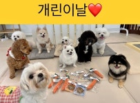 디어코코 강아지유치원&애견호텔