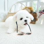 마이멍 강아지분양 남양주