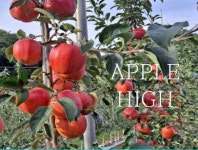 청송사과 애플하이