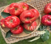 청송사과 애플하이