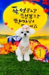 구미산동애견미용눈부시개