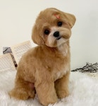 키스더도그/아르테미스 아카데미