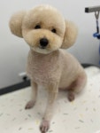댕바이미