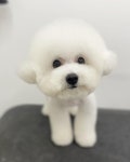 댕바이미