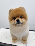 댕바이미