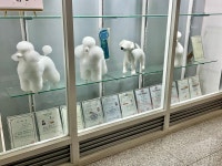 폴인럽 애견&고양이 미용 돌봄&호텔