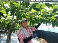 원일 포도 농원